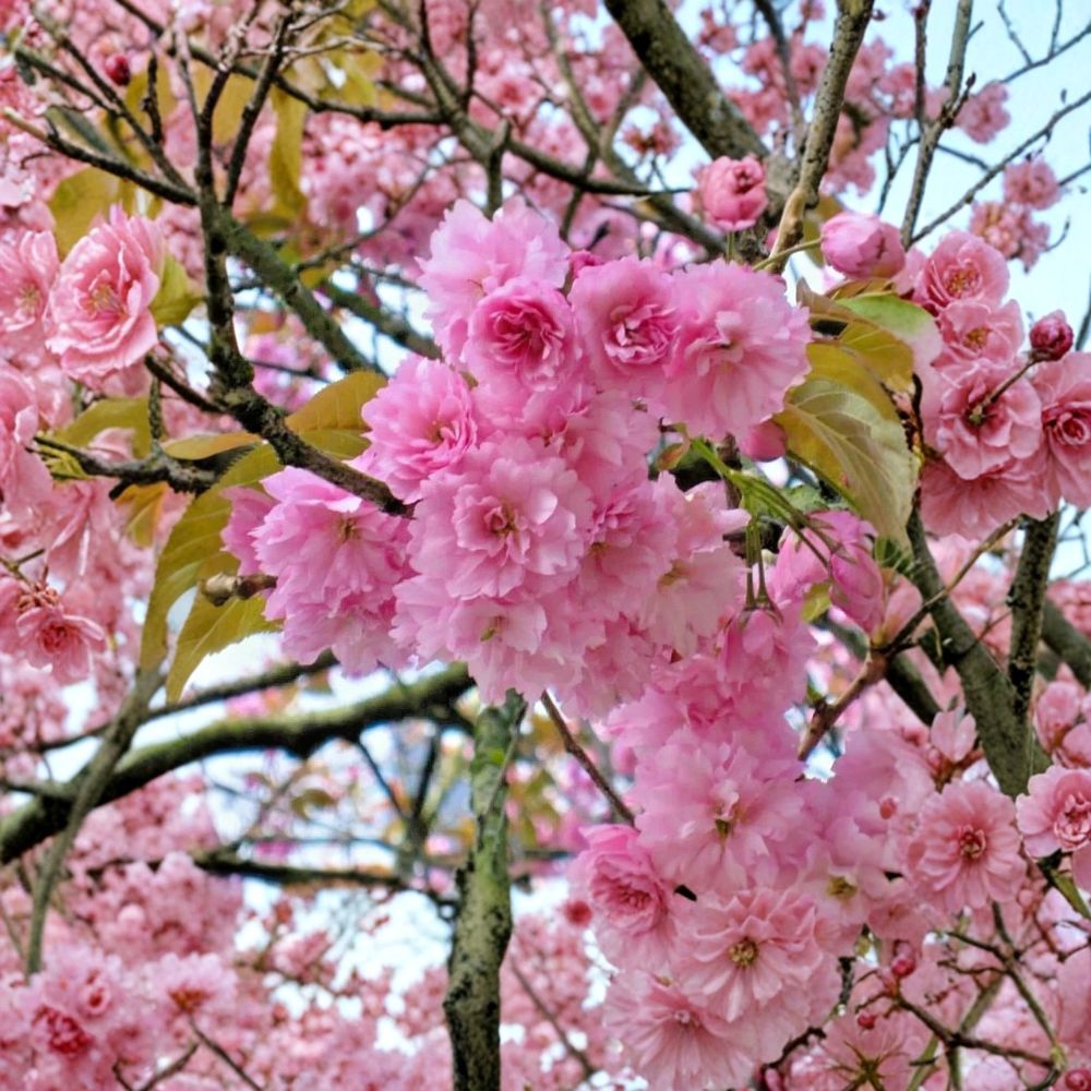 Kwanzan Flowering Cherry Live Plant – Prunus serrulata ‘Kwanzan’ | 8–14 Inches Tall | 2.5 Inch Pot | Double Pink Blooms | Cold Hardy Ornamental Tree | Zones 5–9