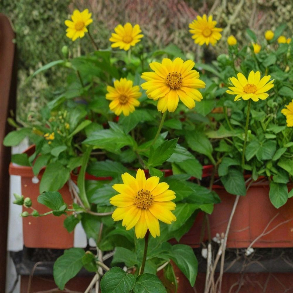 Creeping Daisy (Wedelia) Live Plant + 5 Cuttings | Yellow Perennial Ground Cover | Trailing Singapore Daisy | Easy to Grow