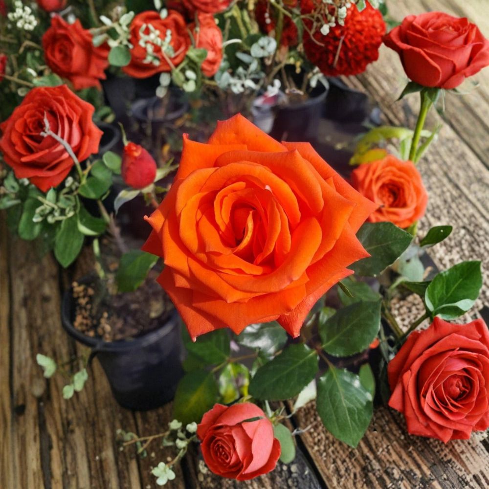 MARINA Floribunda Rose – Live Everblooming Rose Bush | 5 Gallon Plant | Salmon Orange Blooms | Floribunda Rose Shrub | Full Sun Garden Favorite