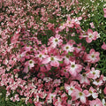 Cornus florida 'Cherokee Chief' – Dogwood Tree Live Plant | Includes 1 Gallon Pot | Red Flowering Dogwood | Ornamental Landscape Tree | Spring Blooming Favorite
