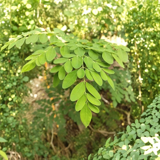 Moringa Live Plants – 3–6 Inches Tall | 2 Plants in 4-Inch Pot | Moringa oleifera | Drumstick Tree | Edible Tropical Plant | Fast Growing