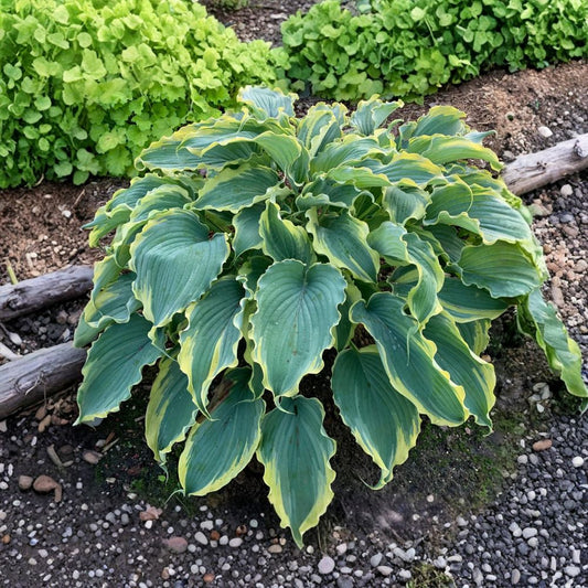 Hosta ‘Voices in the Wind’ – Live Potted Hosta | 2.5 Inch Pot | Blue Green Wavy Foliage with Creamy Yellow Margins | Shade Perennial | Zones 3–9