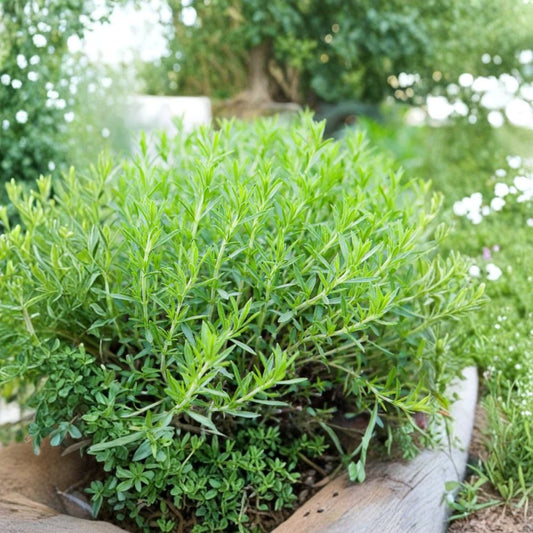 French Tarragon Live Plant – 2–4" Tall | Well-Rooted Culinary Herb Plug | Artemisia dracunculus | Perennial Herb | Kitchen Garden & Patio Container Plant