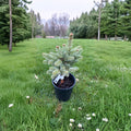 Abies lasiocarpa var. arizonica 'Glauca Compacta' – Arizona Corkbark Fir Live Plant | 10 Inches Tall | Includes 1 Gallon Pot | Silvery Blue Evergreen Conifer | Dwarf Landscape Specimen