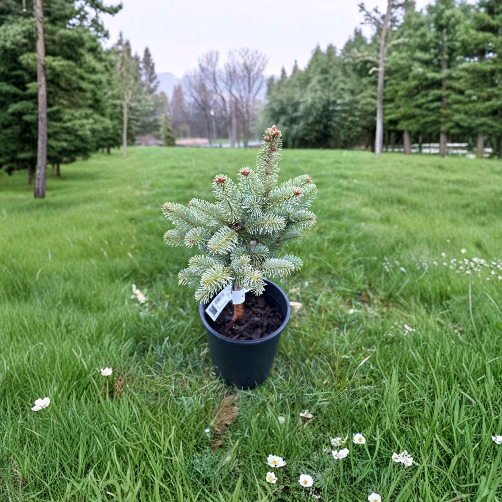 Abies lasiocarpa var. arizonica 'Glauca Compacta' – Arizona Corkbark Fir Live Plant | 10 Inches Tall | Includes 1 Gallon Pot | Silvery Blue Evergreen Conifer | Dwarf Landscape Specimen