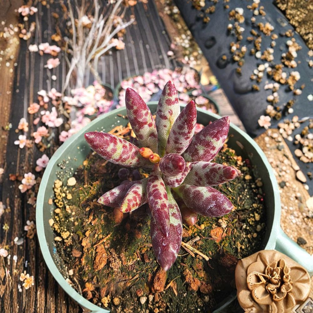 Adromischus Succulent Live Plant – 1 Rooted Plant | Bare Root Succulent | Easy Care Indoor Plant | Drought Tolerant | Rare Succulent Collection