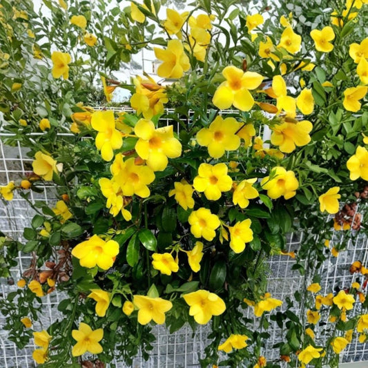 Yellow Mandevilla Plants – Set of 2 Live Starter Plants | 4–6 Inches Tall | Rooted in Soil | No Pot | Tropical Flowering Vine | Patio & Trellis Plant