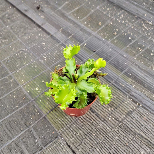 Chinese Dumpling Venus Flytrap – Dionaea muscipula Live Plant | 2 Inch Nursery Pot | Rare Carnivorous Plant | Fully Rooted
