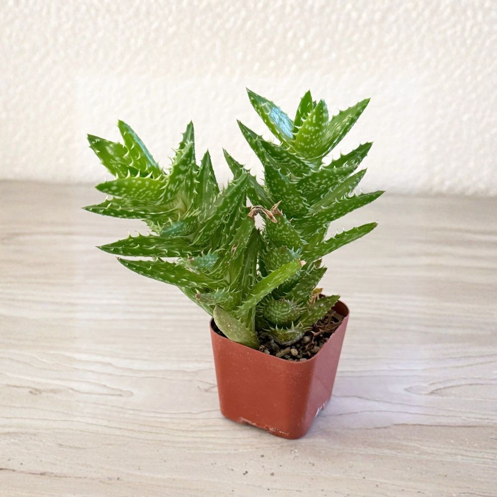 Tiger Tooth Aloe – Aloe juvenna Live Succulent Plant | 2 Inch Pot | Compact Clumping Succulent | Green Spotted Leaves | Drought Tolerant | Indoor & Outdoor Plant