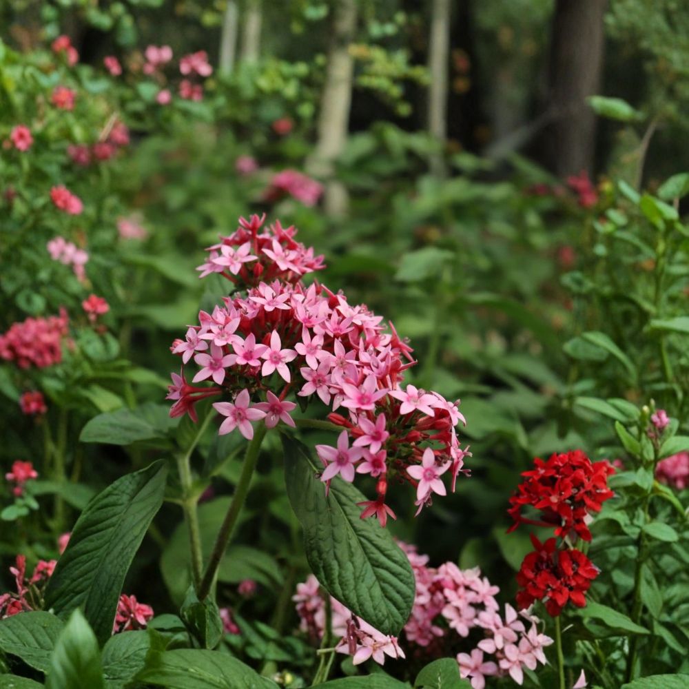 Starburst Pentas Live Plants – Pentas lanceolata | 2 Starter Plants | 4–6 Inches Tall | Bare Root Flowering Perennial