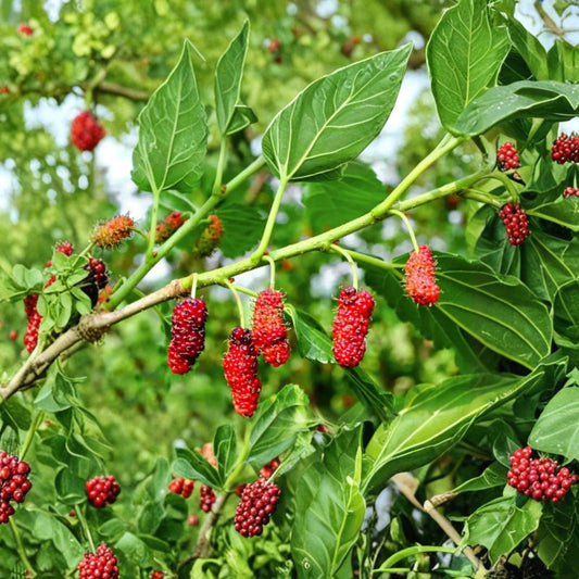 2 Red Mulberry Plants – Live Morus rubra | 4–6 Inch Rooted Starters | Red Mulberry Tree | Edible Fruit Tree | No Pot