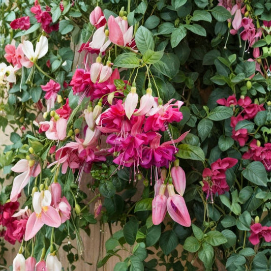 Bella Rosella Fuchsia Plant – Live Fuchsia in 5 Inch Pot | Pink Pendulous Blooms | Trailing Flowering Plant | Shade Garden | Hanging Basket