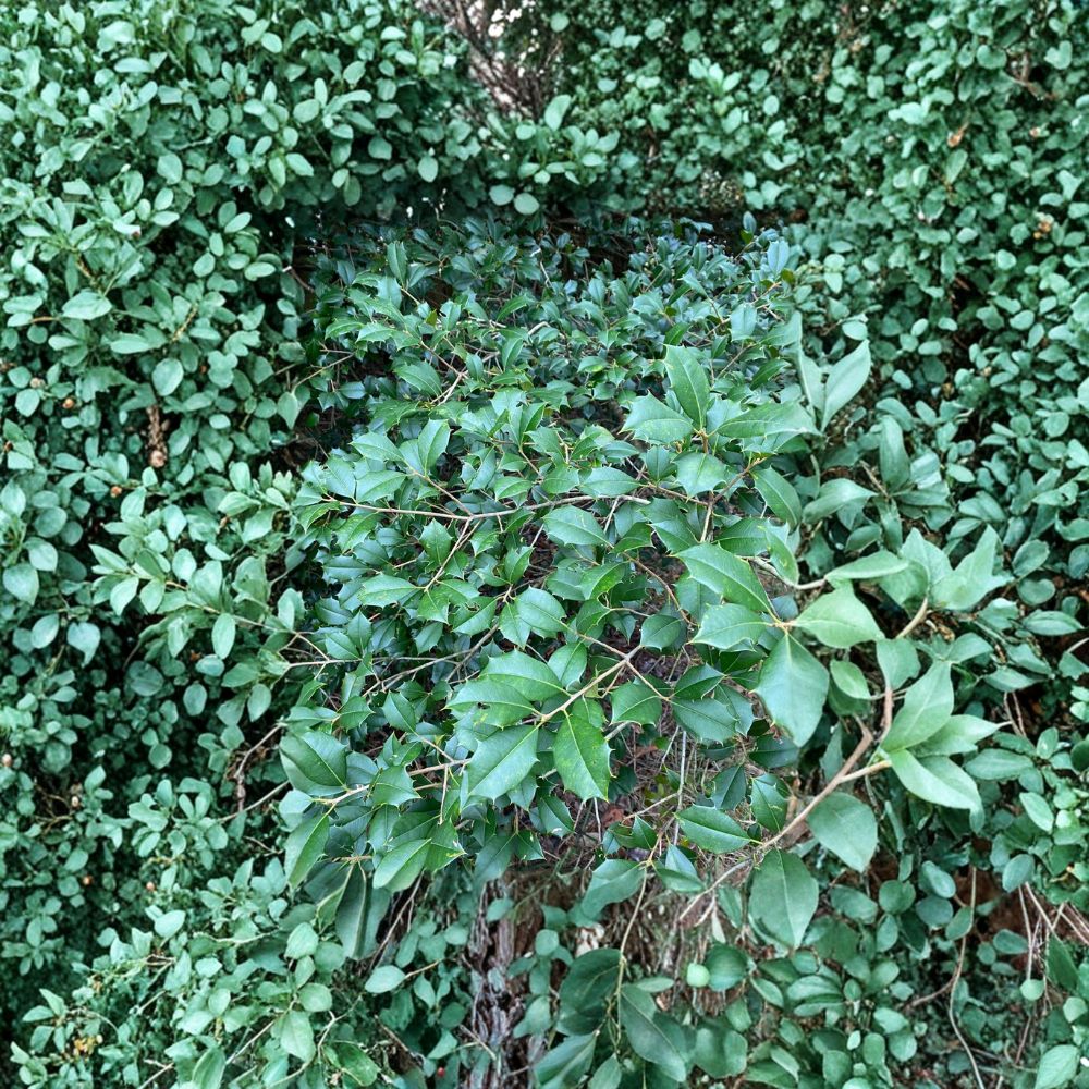 Male American Holly – Live Evergreen Pollinator Tree | 12 Inch Tall Plant | 1 Gallon Pot | Ilex opaca