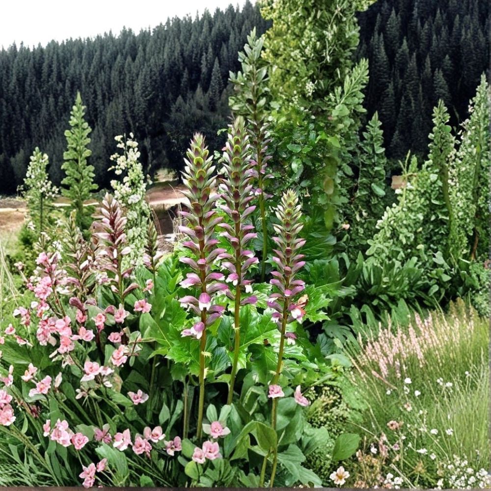 Bear's Breeches – Acanthus mollis Live Plant | Purple & White Flowering Perennial | Ornamental Foliage | Easy to Grow
