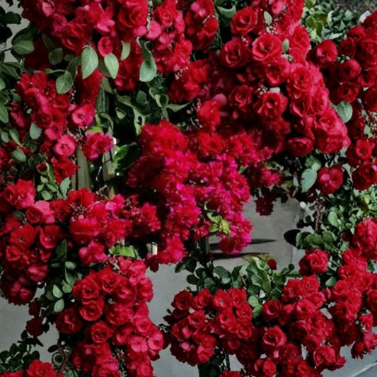 Rare Double Red Bougainvillea Live Starter Plant | Well Rooted Plug | Ships in Pot | Tropical Flowering Vine | Easy to Grow
