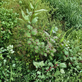 Viburnum edule – Squashberry Live Cuttings | Set of 5 Dormant Cuttings | Wild Harvested Highbush Cranberry Relative | Native Berry Shrub | Propagation Friendly