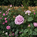 Blue Girl Hybrid Tea Rose Live Plant – 2 Gallon Size | Mauve Lavender Rose Bush | Elegant Fragrant Rose | Repeat Blooming Garden Favorite | Includes Rooted Live Plant