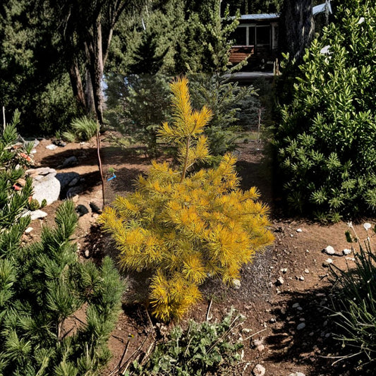 Nisbet’s Gold Scots Pine – Live Golden Evergreen Conifer | 12 Inch Tall Plant | 1 Gallon Pot | Pinus sylvestris Landscape Pine