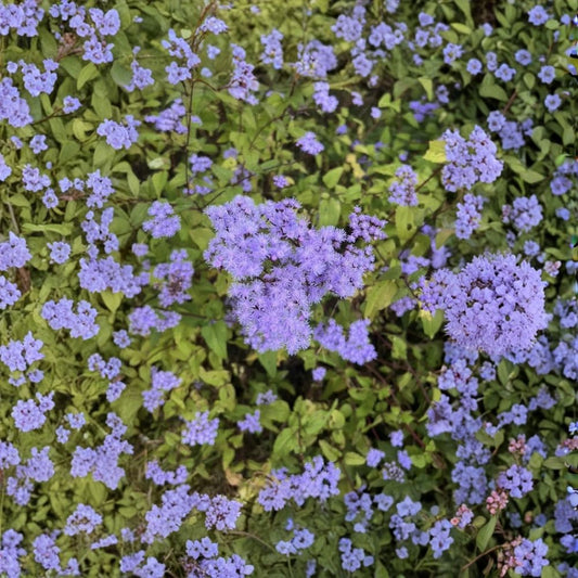 Blue Mistflower Live Plant – Conoclinium coelestinum | 10–14 Inch Native Perennial | Blue Flowering Pollinator Plant | Ships Bare Root | Easy to Grow