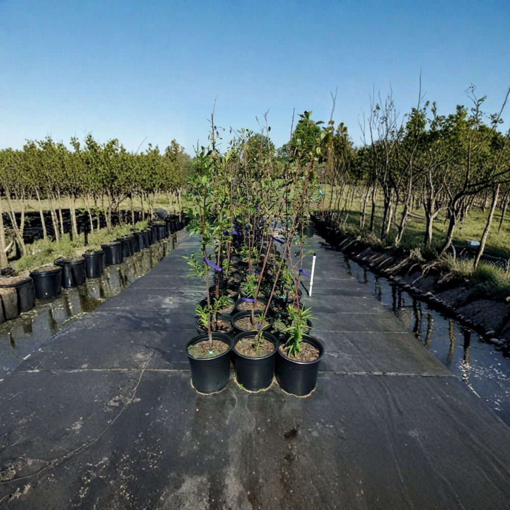 Spring Satin Plumcot Tree – 4–6 Ft Tall Live Fruit Tree | Plum Apricot Hybrid | Sweet-Tart Red Black Fruit | Requires Pollinator | Includes Rooted Live Plant