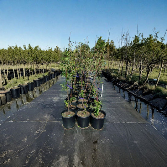 Spring Satin Plumcot Tree – 4–6 Ft Tall Live Fruit Tree | Plum Apricot Hybrid | Sweet-Tart Red Black Fruit | Requires Pollinator | Includes Rooted Live Plant