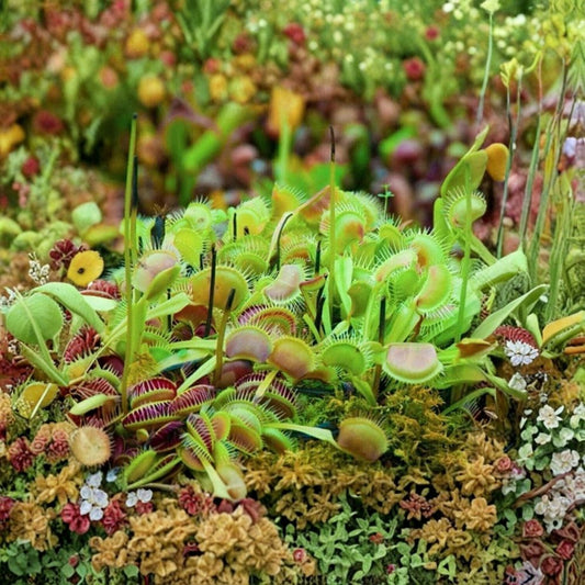 Venus Fly Trap – Dionaea muscipula Live Plant | 2 oz Nursery Pot | Carnivorous Plant | Easy to Grow