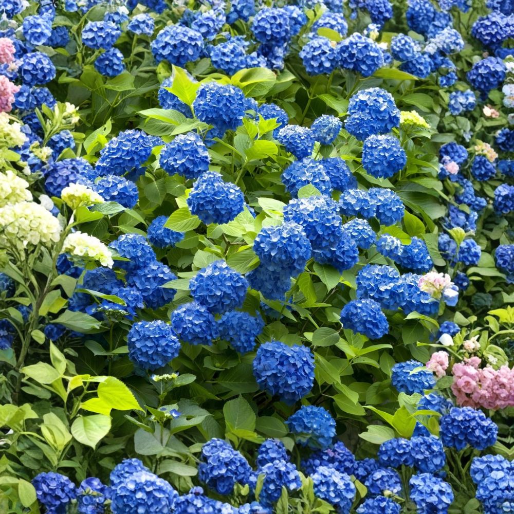 Hydrangea 'Nikko Blue' Live Plant – Hydrangea macrophylla | 6–12 Inches Tall | 2.5 x 3.5 Inch Nursery Pot | Mophead Flowering Shrub