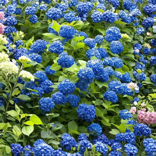 Hydrangea 'Nikko Blue' Live Plant – Hydrangea macrophylla | 6–12 Inches Tall | 2.5 x 3.5 Inch Nursery Pot | Mophead Flowering Shrub