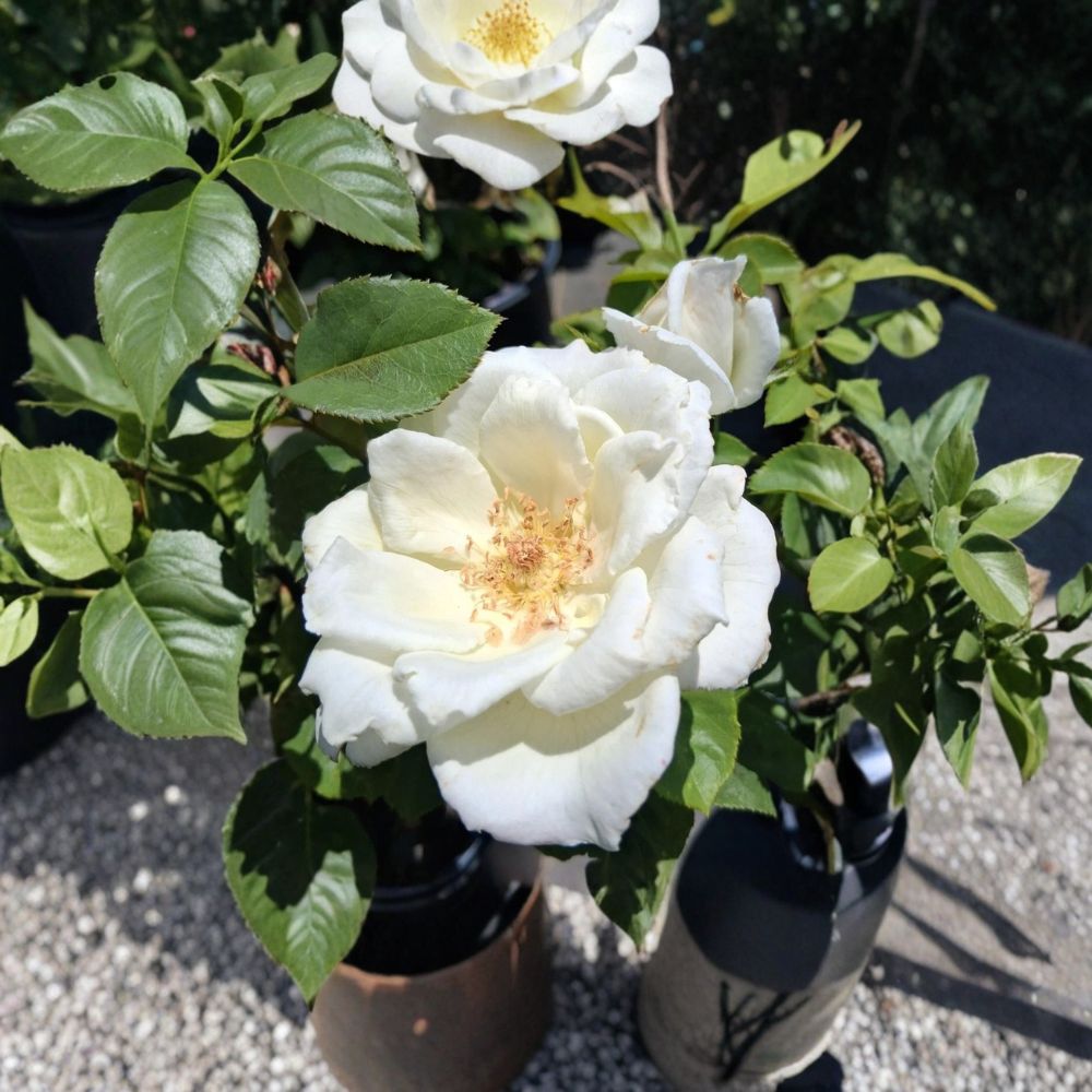 White Lightnin Grandiflora Rose Live Plant – 2 Gallon Size | Pure White Rose Bush | Repeat Blooming Grandiflora Rose | Elegant Garden & Landscape Favorite | Includes Rooted Live Plant