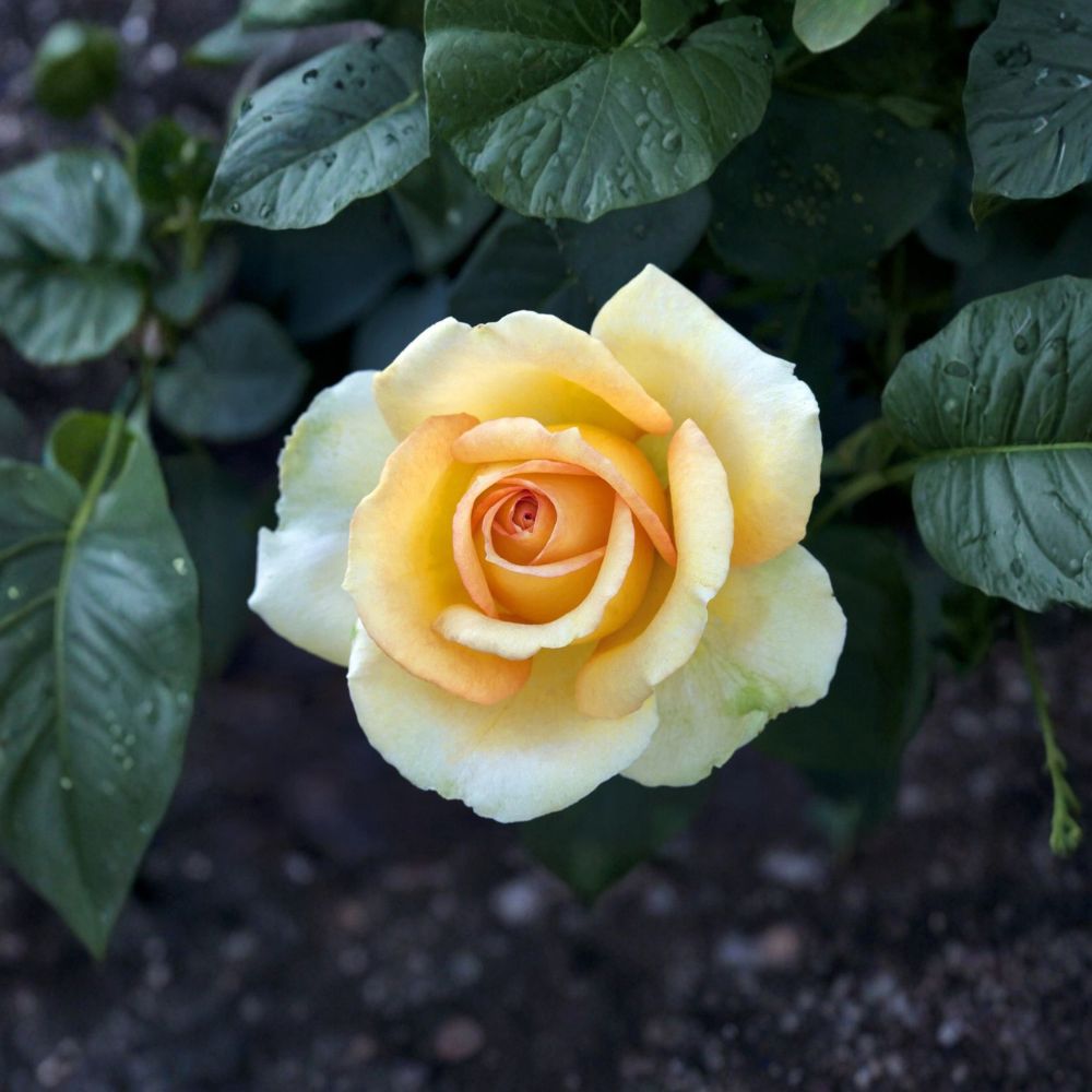 Gold Medal Grandiflora Rose – Live Yellow Orange Rose Bush | 1 Gallon Plant | Award-Winning Grandiflora Rose | Full Sun Garden Shrub | Repeat Blooming Rose