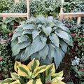 Hosta ‘Wind Beneath My Wings’ – Large Blue Hosta | 3 Inch Starter Plant | Shade Perennial | Giant Hosta