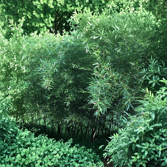 Live Bamboo Root Plant – 1 Bamboo Root Clump | Natural Privacy Screen | Evergreen Bamboo | 6 Inch Stem | Fast Growing Outdoor Perennial