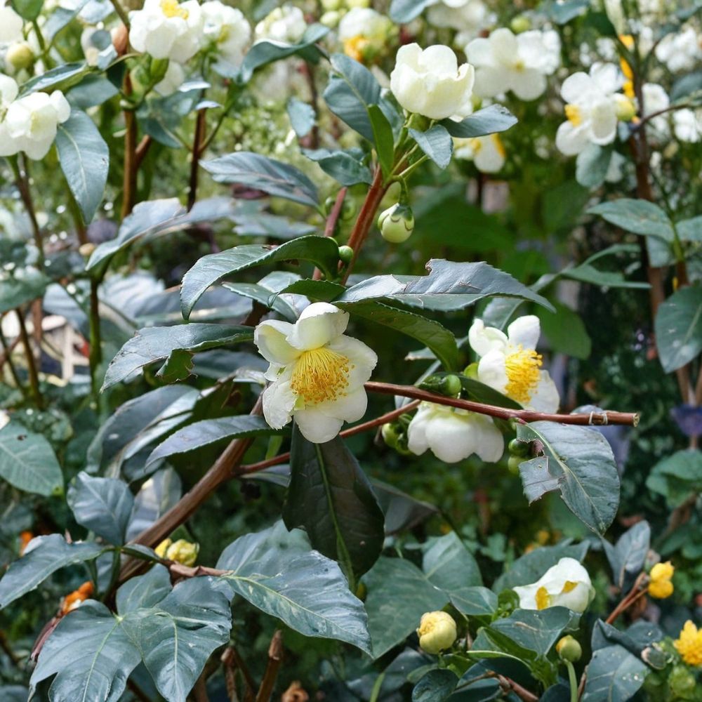 Organic Tea Plant – Camellia sinensis Live Starter | 6–12 Inches Tall | Large Leaf Tea Camellia | 2.5” x 3.5” Pot | Zones 7–9