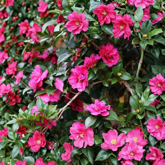 Alabama Beauty™ Camellia – Live Camellia sasanqua ‘Alabama Beauty’ | 2.5 Quart Plant | Light Red Semi-Double Blooms | Evergreen Flowering Shrub | Zones 7–10