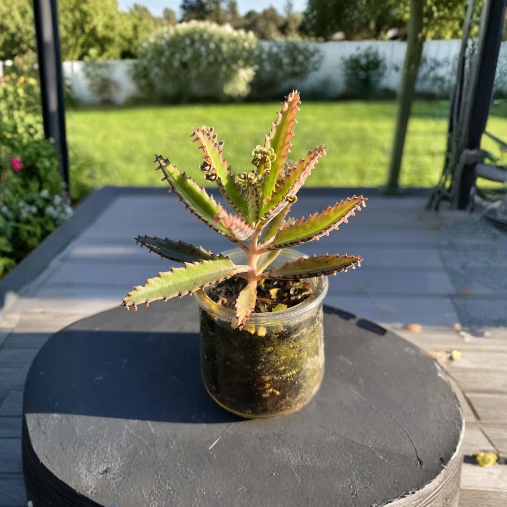 Leopard Mother of Thousands – Kalanchoe daigremontiana Live Succulent Plant | 2.5 Inch Container | Alligator Plant | Purple-Spotted Leaves | Baby Plantlets | Easy Care Succulent