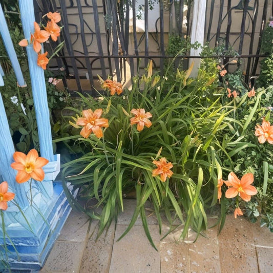 Kwanso Daylily – Hemerocallis fulva 'Kwanso' | 6 Live Bare Root Plants | 2-Year-Old Established Fans | Perennial Flowering Plant