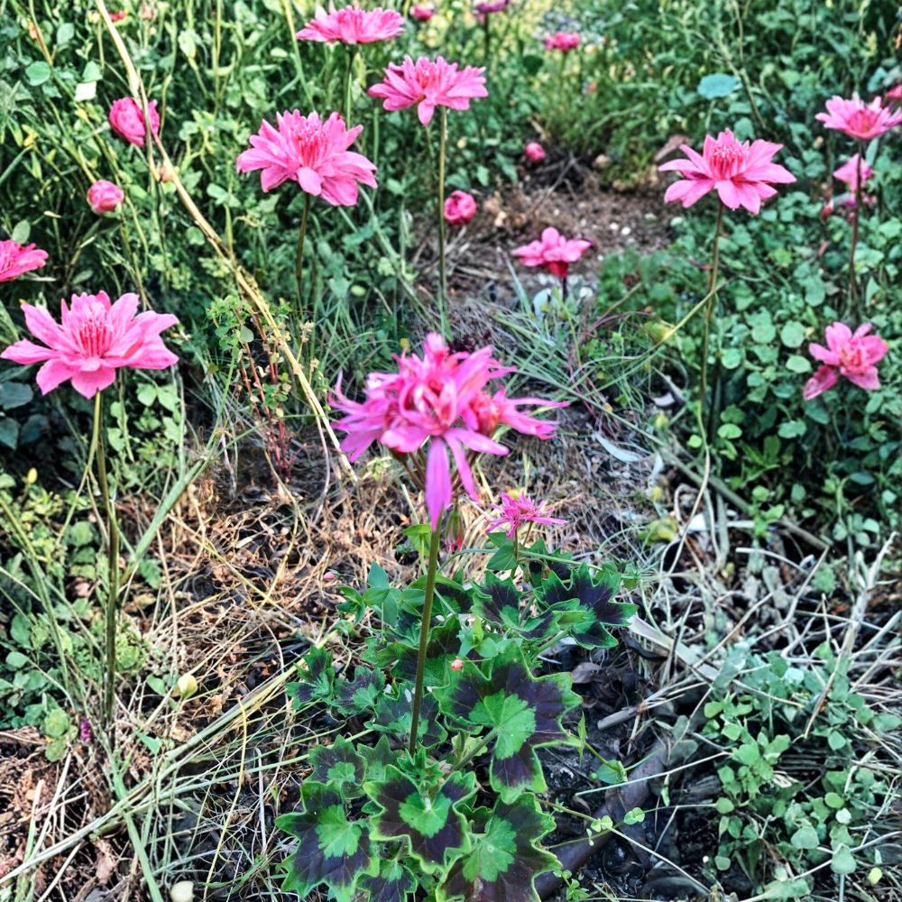 Rare Spiky Pink Pelargonium Geranium Cutting | 6 Inches Long | Live Unrooted Cutting | Easy to Root | Flowering Garden Plant
