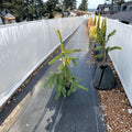 Gold Drift Norway Spruce – Live Golden Evergreen Conifer | 12 Inch Tall Plant | 1 Gallon Pot | Picea abies Dwarf Spruce