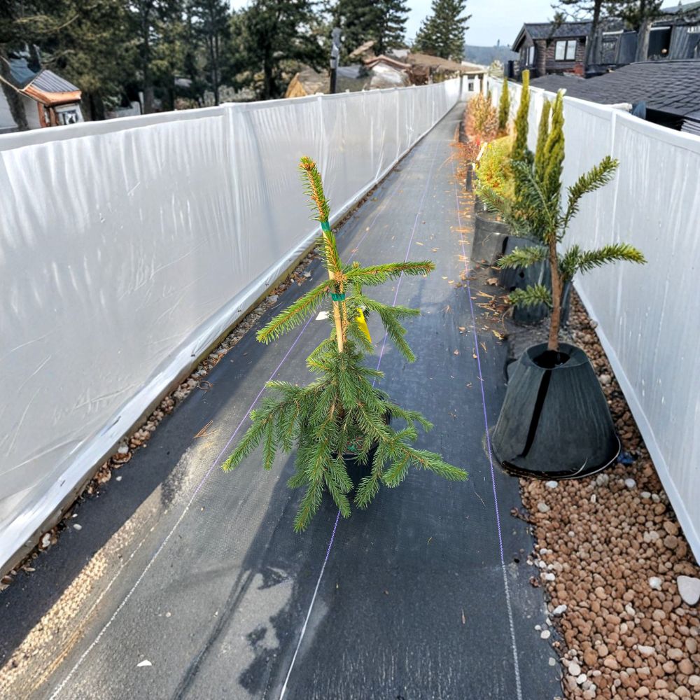 Gold Drift Norway Spruce – Live Golden Evergreen Conifer | 12 Inch Tall Plant | 1 Gallon Pot | Picea abies Dwarf Spruce