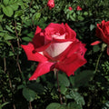 Love Grandiflora Rose Live Plant – 5 Gallon Size | Ruby Red & White Fragrant Rose Bush | Repeat Blooming Garden Rose | Elegant Landscape Plant | Includes Rooted Live Plant