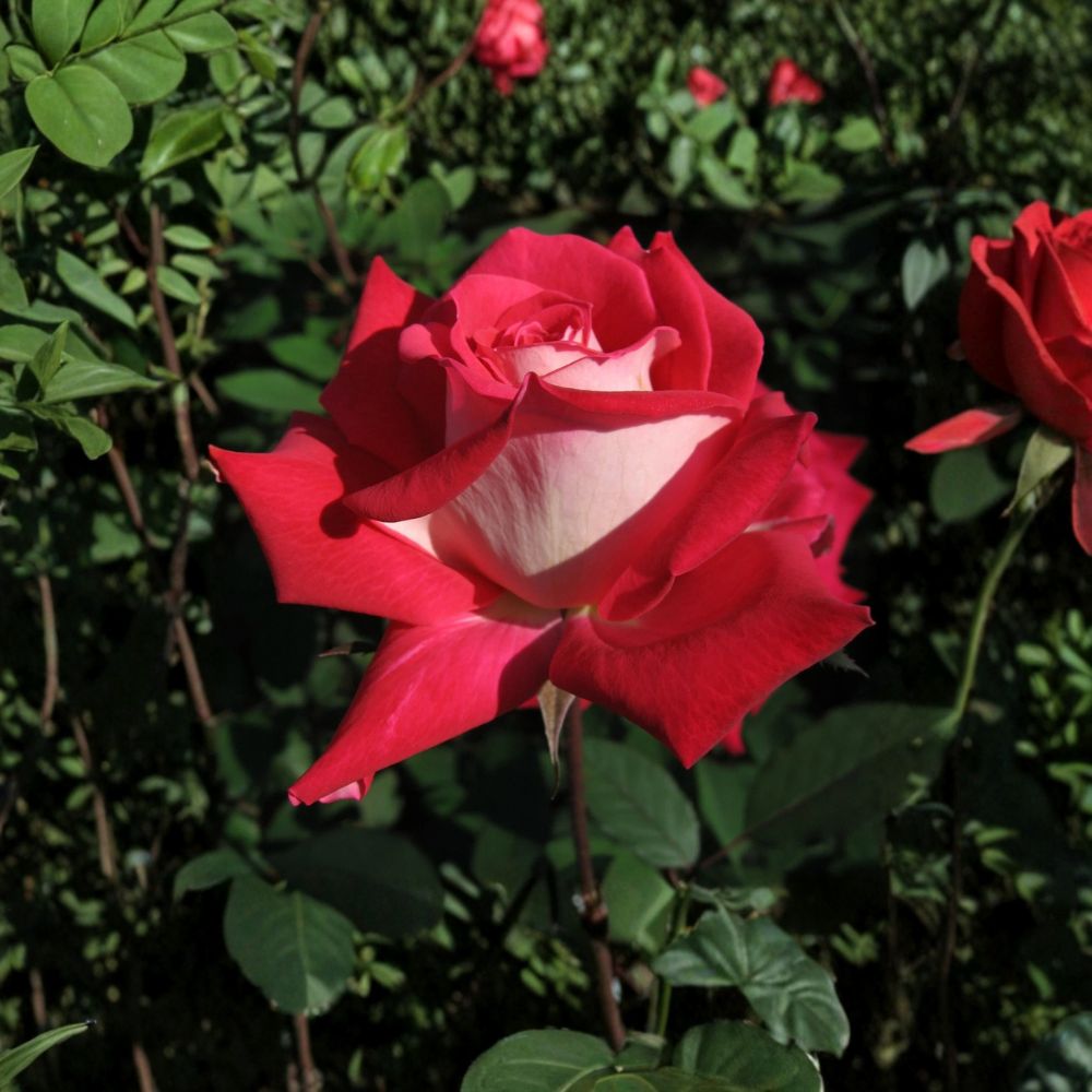 Love Grandiflora Rose Live Plant – 5 Gallon Size | Ruby Red & White Fragrant Rose Bush | Repeat Blooming Garden Rose | Elegant Landscape Plant | Includes Rooted Live Plant
