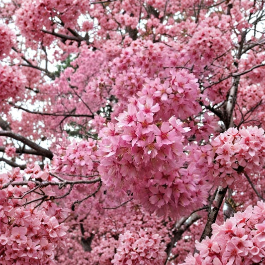 Okame Flowering Cherry Live Plant – Prunus ‘Okame’ | 6–12 Inch Tall | 2.5 Inch Pot | Pink Spring Blooms | Ornamental Cherry Tree