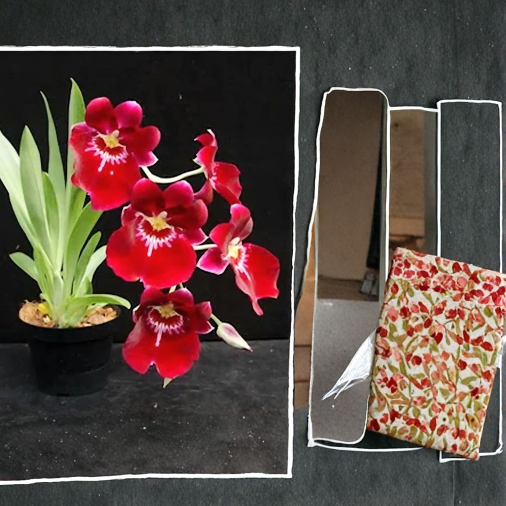 Miltoniopsis Crimson Glow Orchid – Rare Red Fragrant Live Orchid | Miltoniopsis Bert Field Crimson Glow | 4 Inch Pot | Indoor Orchid | Orchid Collector Plant