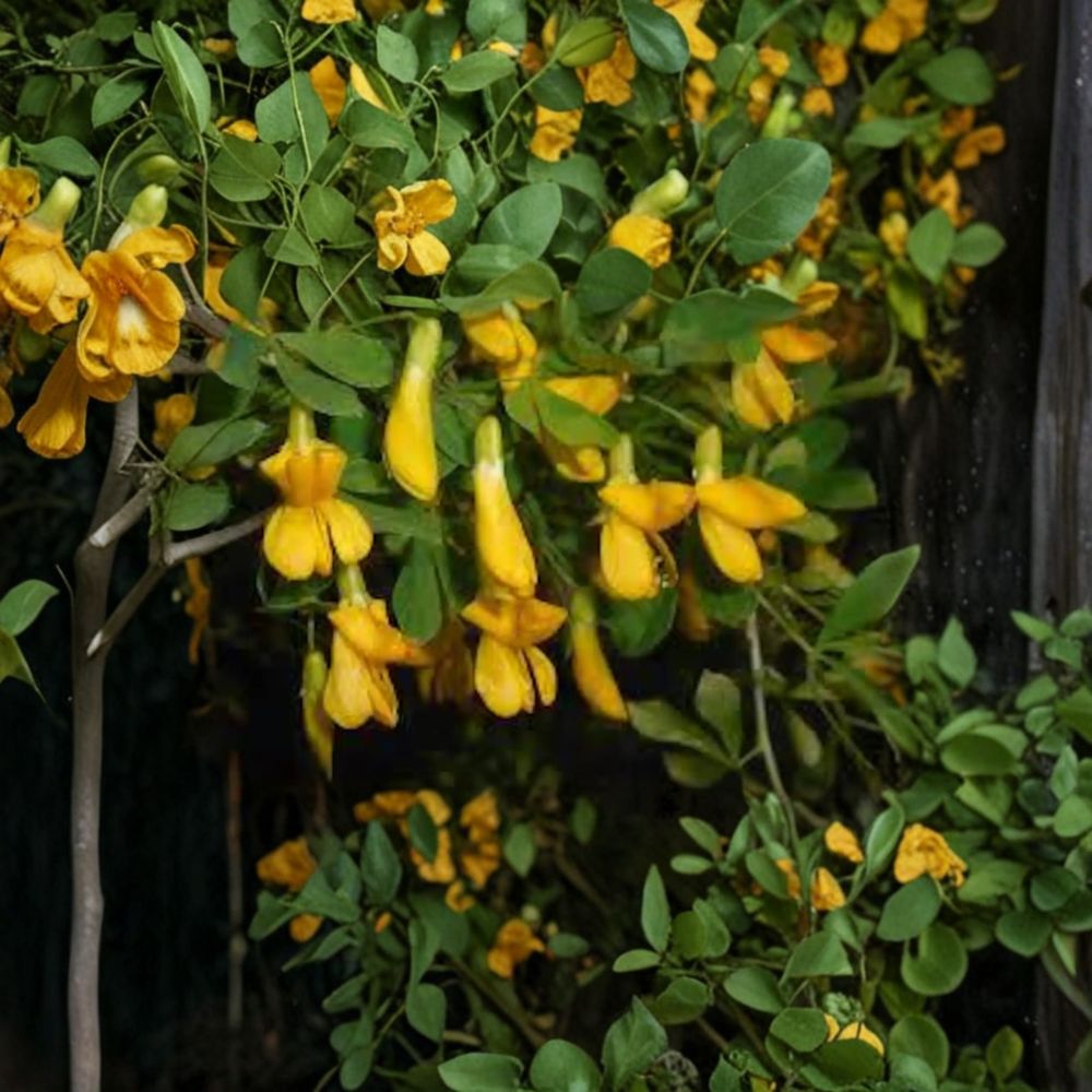 Caragana arborescens – Siberian Pea Shrub Live Cuttings | Set of 5 Fresh Cuttings | Alaska Grown Nitrogen Fixing Shrub | Hedge & Windbreak Friendly | Cold Hardy Species