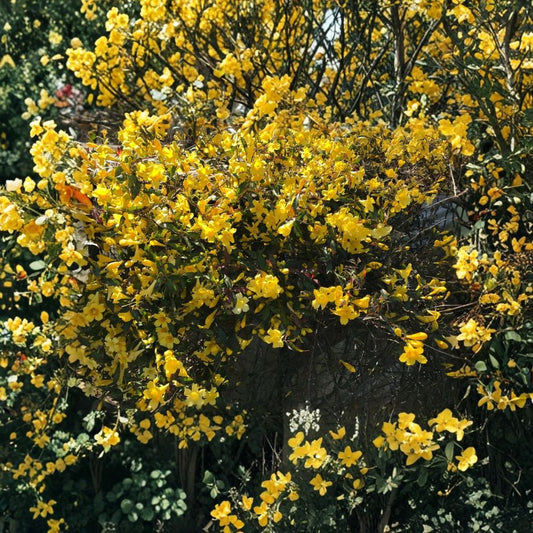 Yellow Carolina Jasmine Live Plants – 6 Pack | Gelsemium sempervirens | 8–10 Inch Rooted Vines | Yellow Flowering Climber | Trellis & Fence Plant