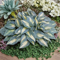 Hosta ‘High Society’ – Live Bare Root Hosta | Small Blue & Gold Shade Perennial | 3 Pack Starter Plant Alternative