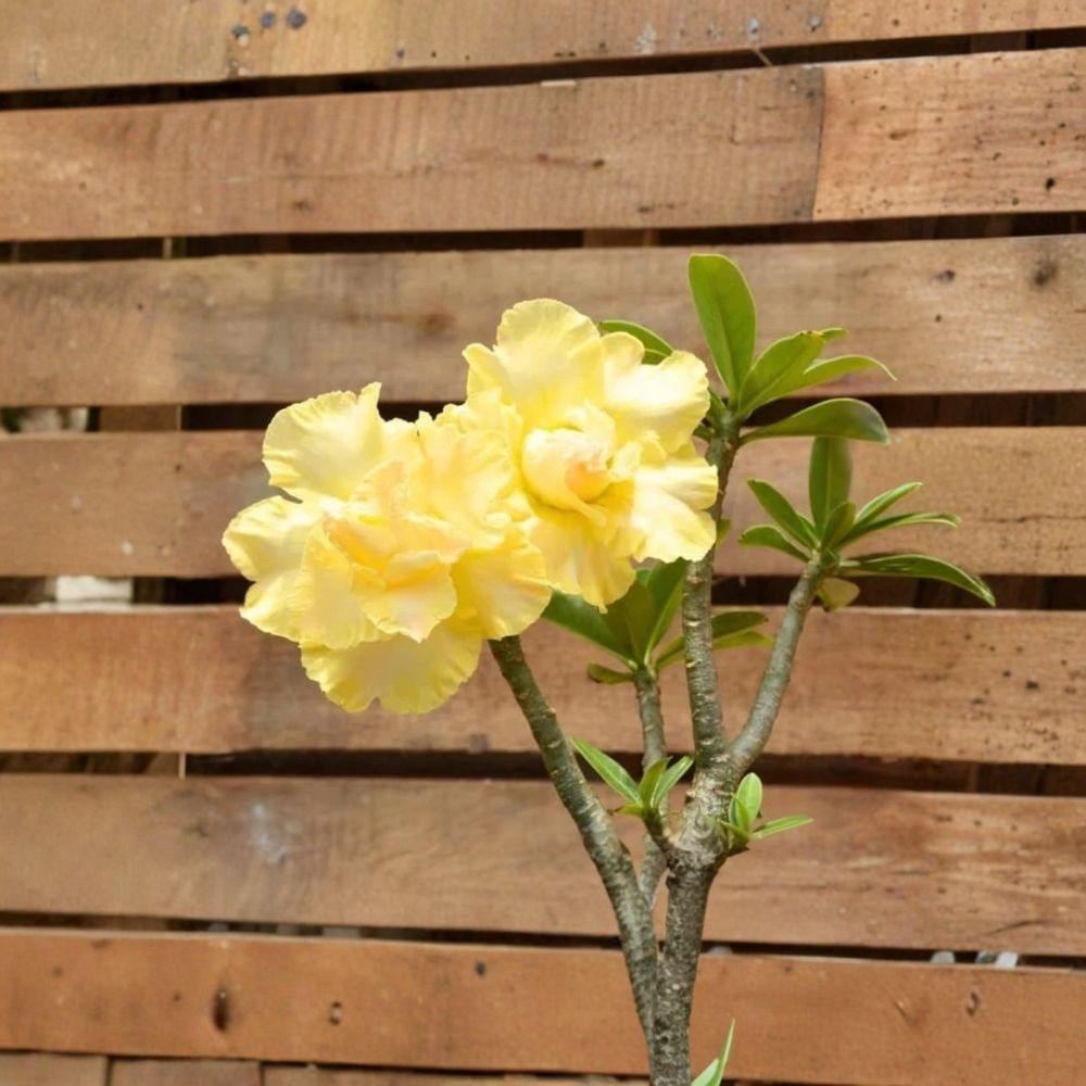 Double Yellow Desert Rose (Adenium) Live Plant | 4–6 Inches Tall | Starter Flowering Plant | Tropical Succulent | Container Friendly