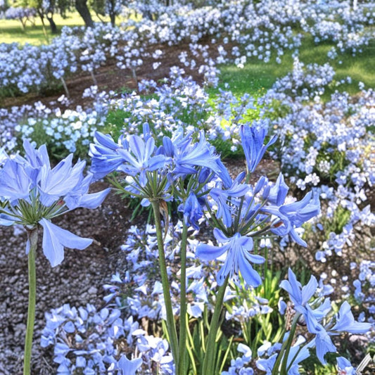 African Blue Agapanthus Live Plant – Agapanthus africanus | Starter Plant | Bare Root | Blue Flowering Perennial | Ships Without Pot