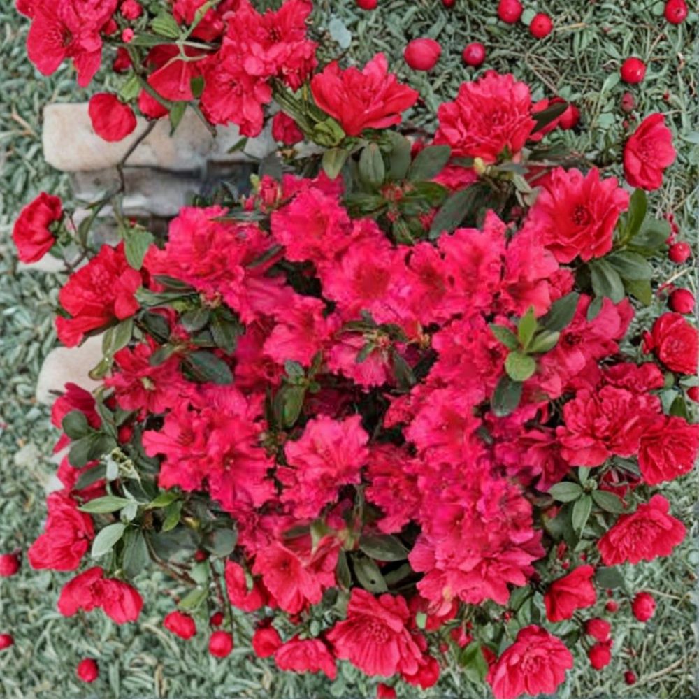 Red Ruffle Azalea Live Plant – Rutherford Hybrid | 1 Quart Grow Bag | Red Frilly Blooms | Evergreen Shrub | Shade to Partial Sun | Zones 7B–10