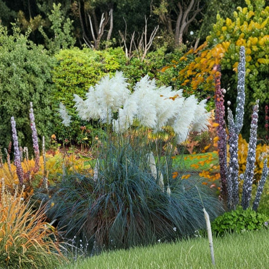 Live Dwarf Blue Pampas Grass – 4–6 Inches Tall – No Pot | Cortaderia Ornamental Grass | Blue-Gray Foliage | Landscape Border Plant | Container Friendly